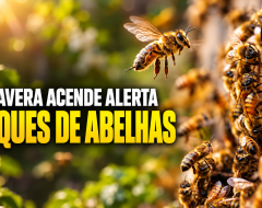 abelhas
