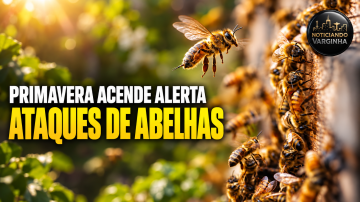 abelhas