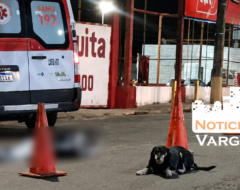 cachorro acidente
